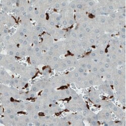 CD68/SR-D1 Antibody (CL1338), Novus Biologicals 25 &mu;L | Buy Online | Novus Biologicals | Fisher Scientific