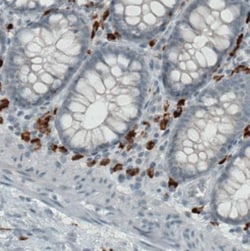 CD68/SR-D1 Antibody (CL1338), Novus Biologicals 25 &mu;L | Buy Online | Novus Biologicals | Fisher Scientific