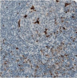 CD68/SR-D1 Antibody (CL1338), Novus Biologicals 25 &mu;L | Buy Online | Novus Biologicals | Fisher Scientific