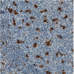 CD68/SR-D1 Antibody (CL1346), Novus Biologicals:Antibodies:Primary Antibodies