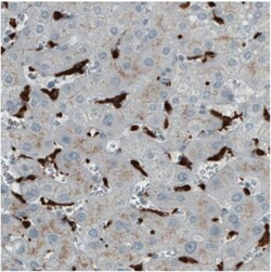 CD68/SR-D1 Antibody (CL1346), Novus Biologicals:Antibodies:Primary Antibodies