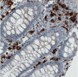 CD68/SR-D1 Antibody (CL1346), Novus Biologicals:Antibodies:Primary Antibodies