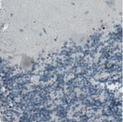 CD68/SR-D1 Antibody (CL1346), Novus Biologicals:Antibodies:Primary Antibodies