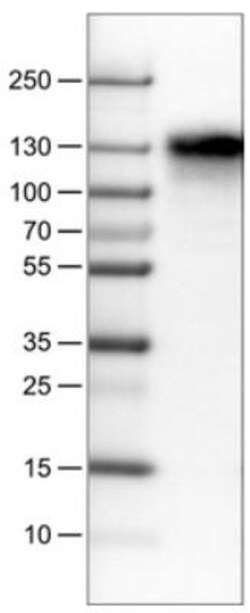 CD68/SR-D1 Antibody (CL1346), Novus Biologicals:Antibodies:Primary Antibodies