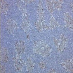CD68/SR-D1 Antibody (ED1) - BSA Free, Novus Biologicals:Antibodies:Primary