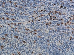 CD68/SR-D1 Antibody (ED1) - BSA Free, Novus Biologicals:Antibodies:Primary