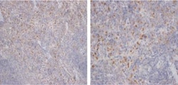 CD68/SR-D1 Antibody (FA-11) - BSA Free, Novus Biologicals 0.025mg; Unlabeled:Antibodies,