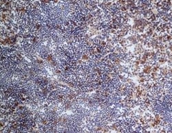 CD68/SR-D1 Antibody (FA-11) - BSA Free, Novus Biologicals 0.025mg; Unlabeled:Antibodies,