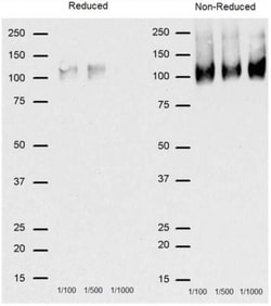CD68/SR-D1 Antibody (FA-11) - BSA Free, Novus Biologicals 0.025mg; Unlabeled:Antibodies,
