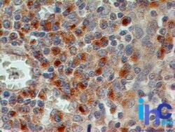 CD69 Antibody (15B5G2) - Azide Free, Novus Biologicals 0.1mg; Unlabeled:Antibodies,