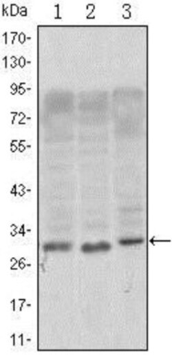 CD69 Antibody (8B6), Novus Biologicals 0.025 mL, Unconjugated:Antibodies,
