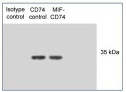 CD74 Antibody (PIN.1) - BSA Free, Novus Biologicals 0.1mg; Unlabeled:Antibodies