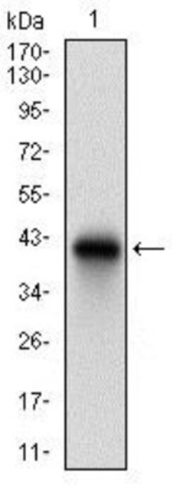 CD74 Antibody (2D1B11) - BSA Free, Novus Biologicals 0.1mL; Unlabeled:Antibodies,