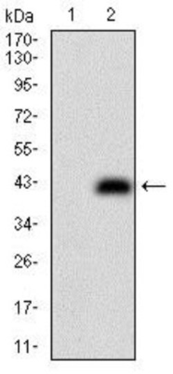 CD74 Antibody (2D1B11) - BSA Free, Novus Biologicals 0.1mL; Unlabeled:Antibodies,