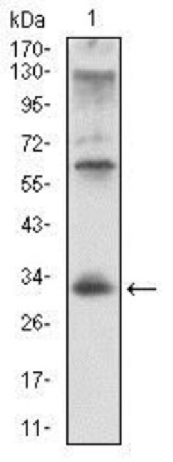CD74 Antibody (2D1B11) - BSA Free, Novus Biologicals 0.1mL; Unlabeled:Antibodies,