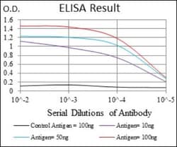 CD74 Antibody (2D1B3) - BSA Free, Novus Biologicals:Antibodies:Primary