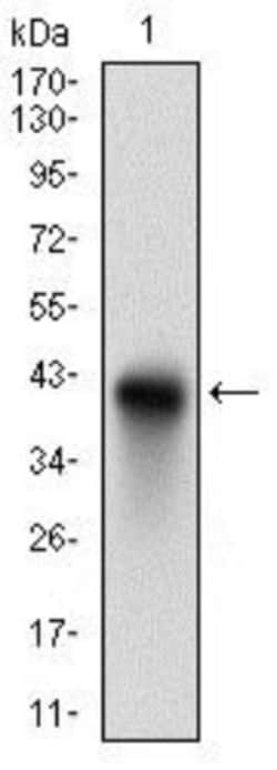 CD74 Antibody (2D1B3) - BSA Free, Novus Biologicals:Antibodies:Primary