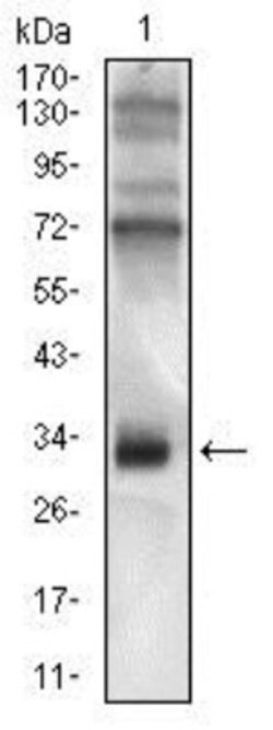 CD74 Antibody (2D1B3) - BSA Free, Novus Biologicals:Antibodies:Primary