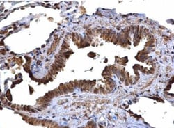 CD74 Antibody, Novus Biologicals 0.1mL; Unlabeled:Antibodies, Polyclonal