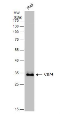 CD74 Antibody, Novus Biologicals 0.1mL; Unlabeled:Antibodies, Polyclonal