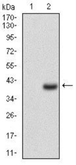 CD7 Antibody (4D4F8) - BSA Free, Novus Biologicals:Antibodies:Primary Antibodies