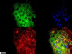 CD81 Antibody (1D6) - BSA Free, Novus Biologicals:Antibodies:Primary Antibodies