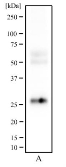 CD81 Antibody (1D6) - BSA Free, Novus Biologicals:Antibodies:Primary Antibodies