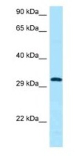 CD84/SLAMF5 Antibody, Novus Biologicals 100&mu;L; Unlabeled:Antibodies,