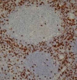 CD8 Antibody (4B11), Novus Biologicals:Antibodies:Primary Antibodies