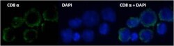 CD8 Antibody (53-6.7) - BSA Free, Novus Biologicals 0.5mg; Unlabeled:Antibodies,
