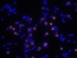 CD8 Antibody (53-6.7) - BSA Free, Novus Biologicals 0.5mg; Unlabeled:Antibodies,