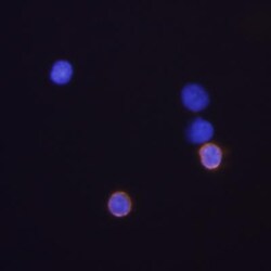 CD8 Antibody (53-6.7) - BSA Free, Novus Biologicals 0.5mg; Unlabeled:Antibodies,