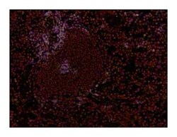 CD8 Antibody (53-6.7) - BSA Free, Novus Biologicals 0.5mg; Unlabeled:Antibodies,