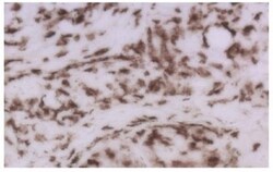 CD8 Antibody (53-6.7) - BSA Free, Novus Biologicals 0.5mg; Unlabeled:Antibodies,