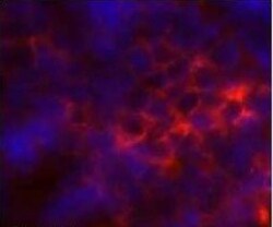 CD8 Antibody (53-6.7) - BSA Free, Novus Biologicals 0.5mg; Unlabeled:Antibodies,
