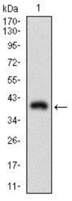 CD90/Thy1 Antibody (7E1B11) - BSA Free, Novus Biologicals 0.1mL; Unlabeled:Antibodies