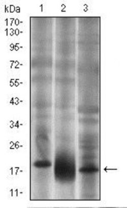 CD90/Thy1 Antibody (7E1B11) - BSA Free, Novus Biologicals 0.1mL; Unlabeled:Antibodies