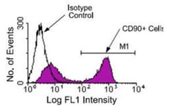 CD90/Thy1 Antibody (G7) - Azide and BSA Free, Novus Biologicals 0.5 mg | Buy Online | Novus Biologicals | Fisher Scientific