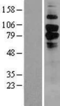 Novus Biologicals™ C1qR1/CD93 Overexpression Lysate