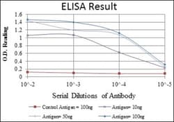 CD94 Antibody (1H1), Novus Biologicals:Antibodies:Primary Antibodies