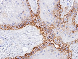 CD98 Antibody, Novus Biologicals 0.1mL; Unlabeled:Antibodies, Polyclonal