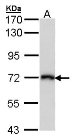 CD98 Antibody, Novus Biologicals 0.1mL; Unlabeled:Antibodies, Polyclonal