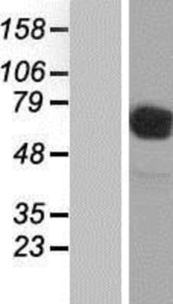 Novus Biologicals&trade;&nbsp;CD98 Overexpression Lysate