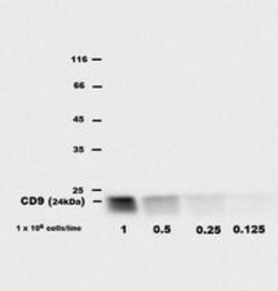 CD9 Antibody (EM-04) - BSA Free, Novus Biologicals 0.1mg; Unlabeled:Antibodies,