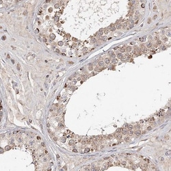 CDC123 Antibody, Novus Biologicals 25 &mu;L; Unlabeled:Antibodies, Polyclonal