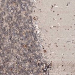 Cdc14B Antibody, Novus Biologicals 0.1mL; Unlabeled:Antibodies, Polyclonal