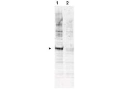 CDC16, p Thr580 Antibody, Novus Biologicals 0.1mg; Unlabeled:Antibodies,