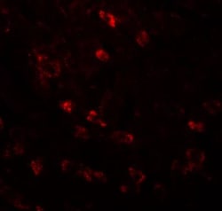 CDC16 Antibody - BSA Free, Novus Biologicals 0.1mg; Unlabeled:Antibodies,