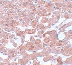 CDC16 Antibody - BSA Free, Novus Biologicals 0.1mg; Unlabeled:Antibodies,