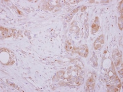 Cdc20 Antibody, Novus Biologicals 0.1mL; Unlabeled:Antibodies, Polyclonal